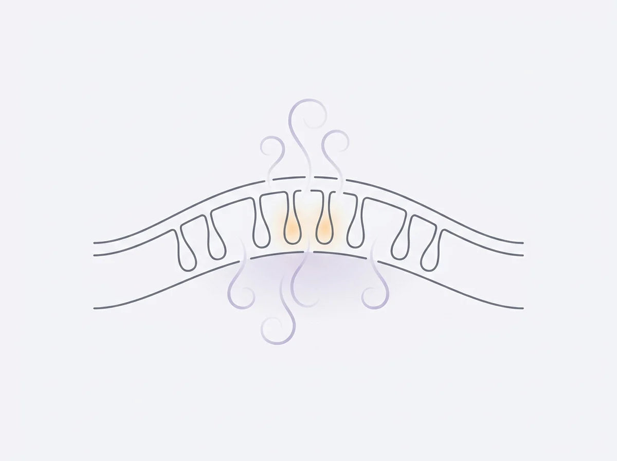 Meibomian gland cross-section showing steam therapy mechanism