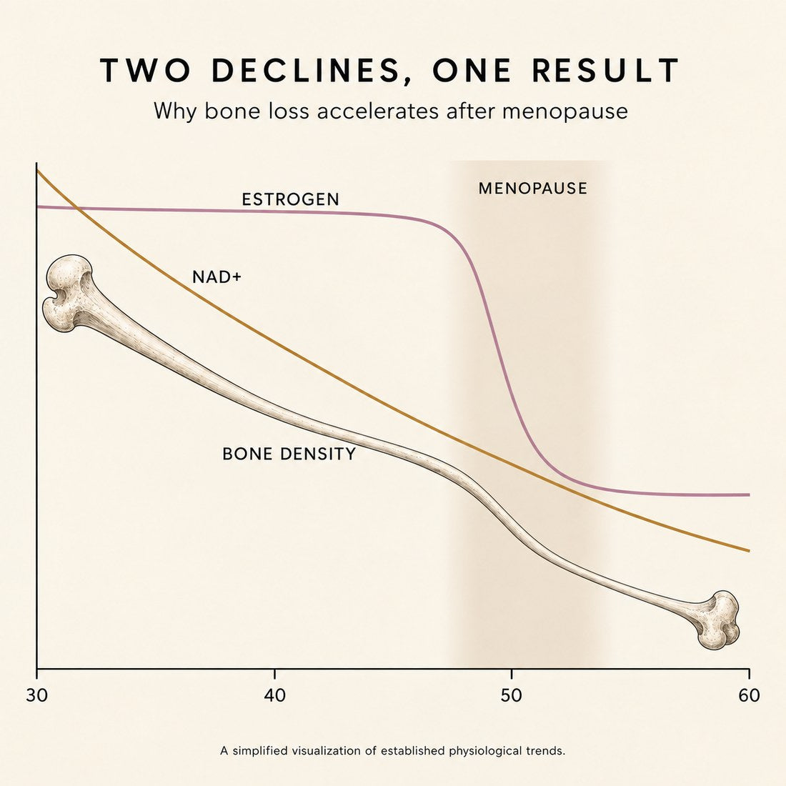 Two declines, one result: estrogen and NAD+ both fall, and bone density follows